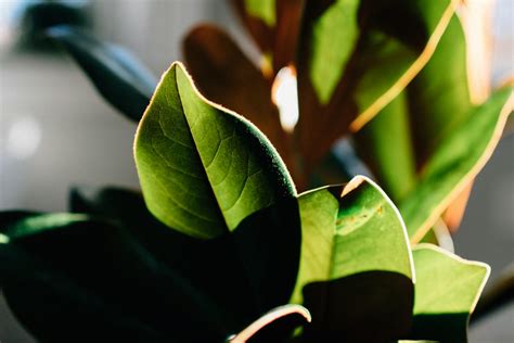 易種室外植物|在戶外種植大型植物？這9種抗風又好養的植物你不能。